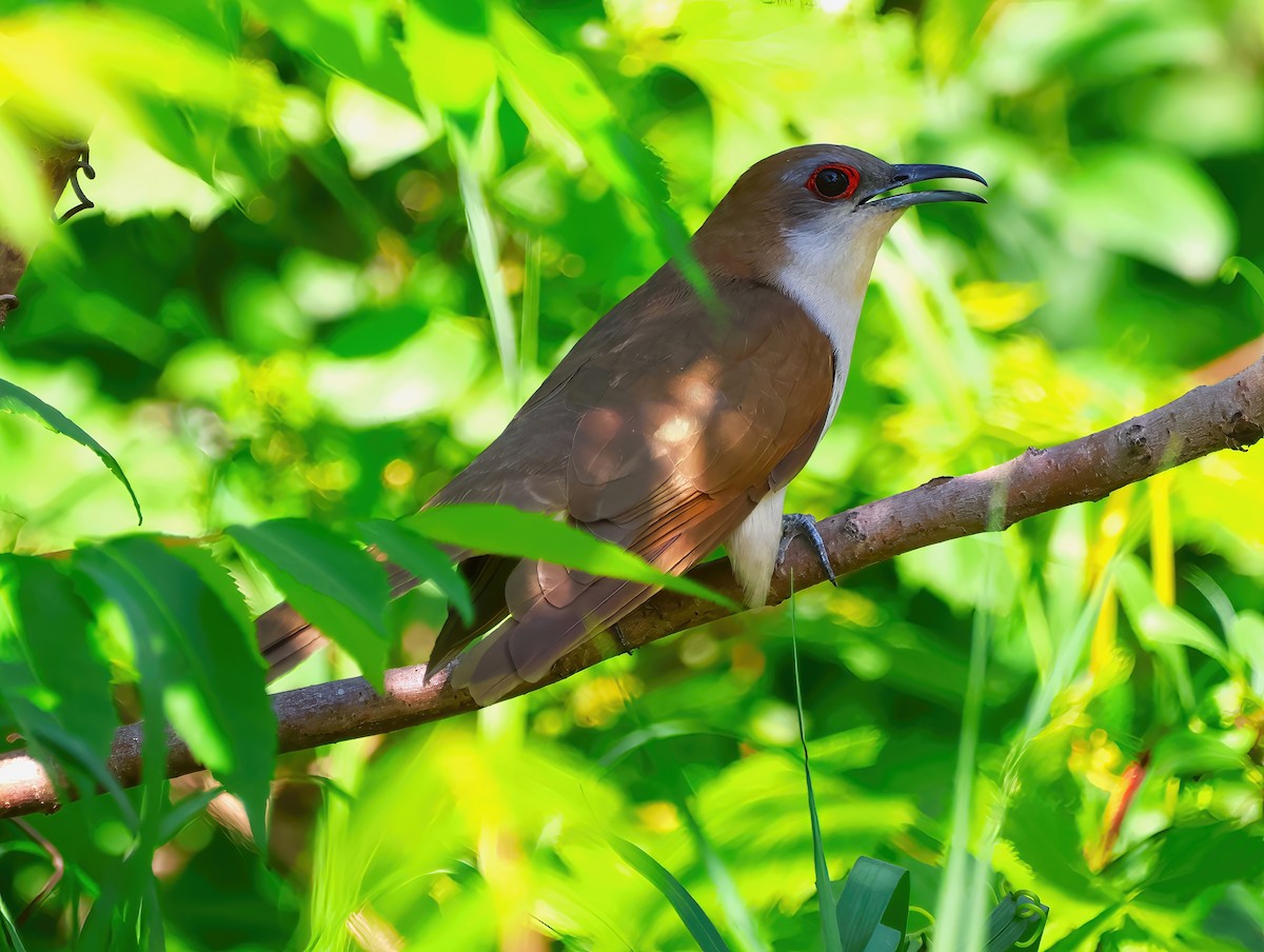 Black-billed Cuckoo - ML620832223