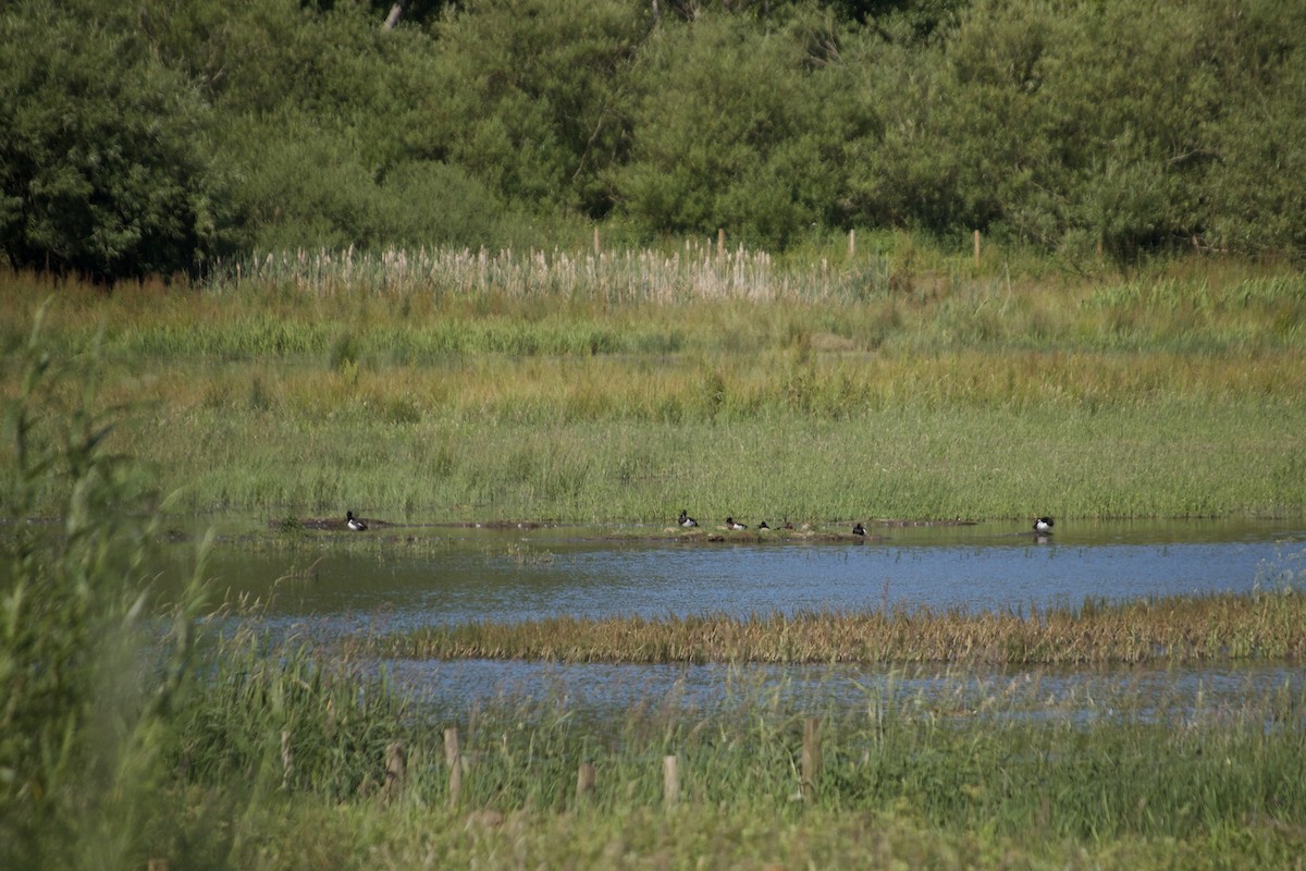 Tufted Duck - ML620832226