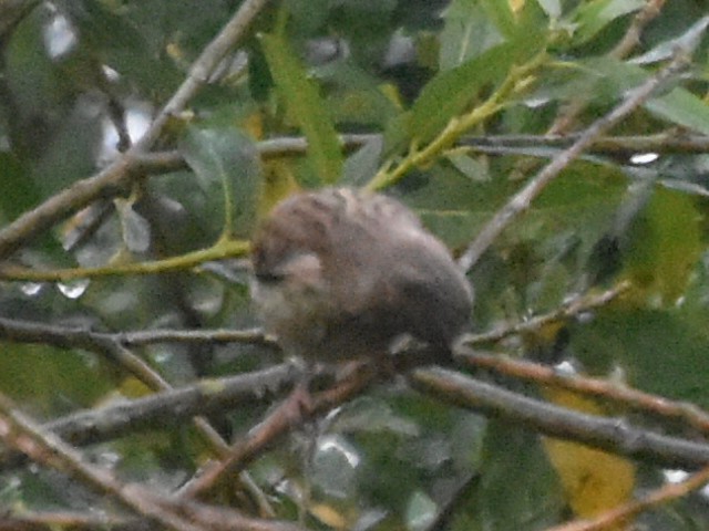 Eurasian Linnet - ML620832228