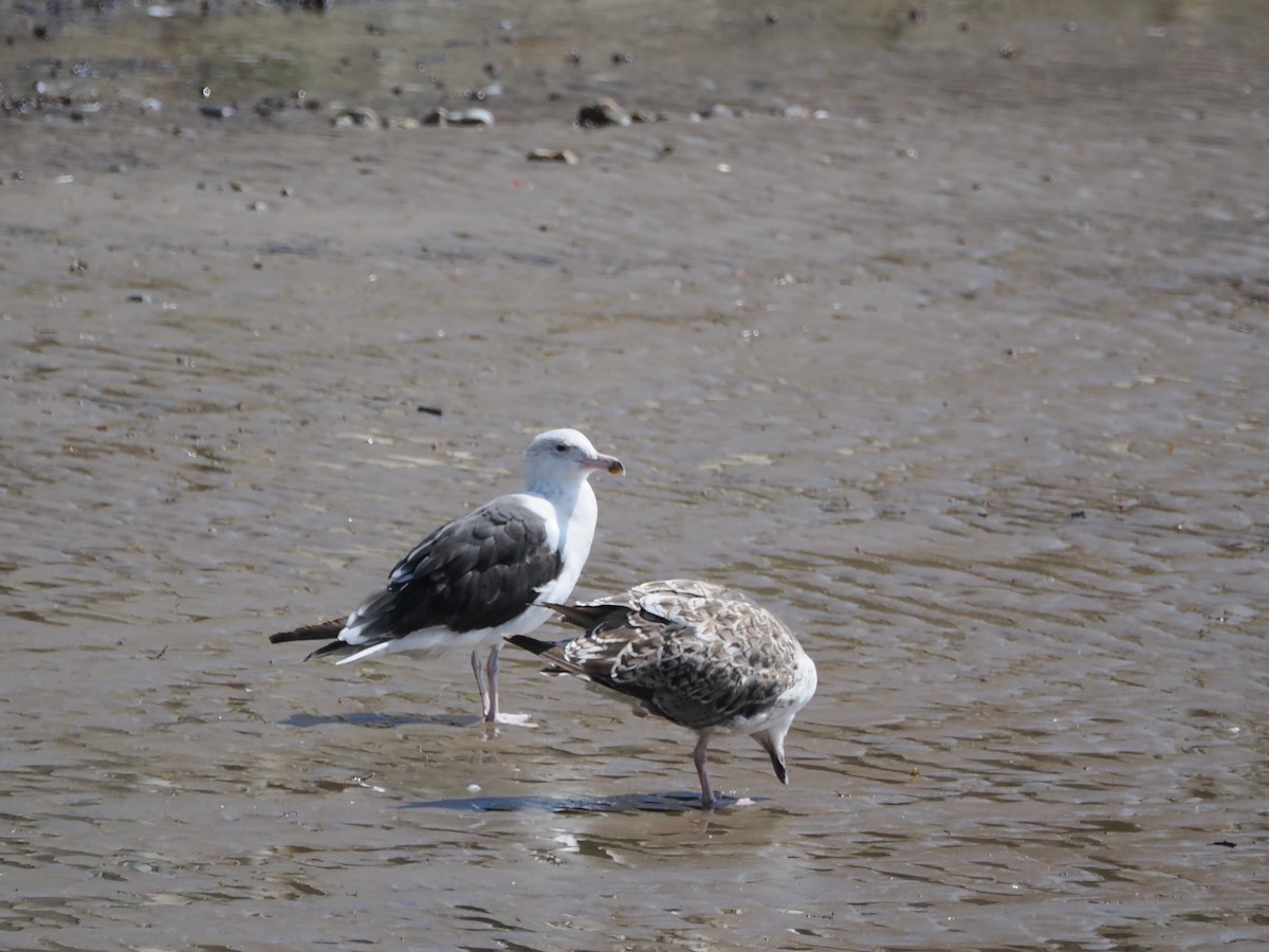 Great Black-backed Gull - Nicolás Tamargo de Eguren