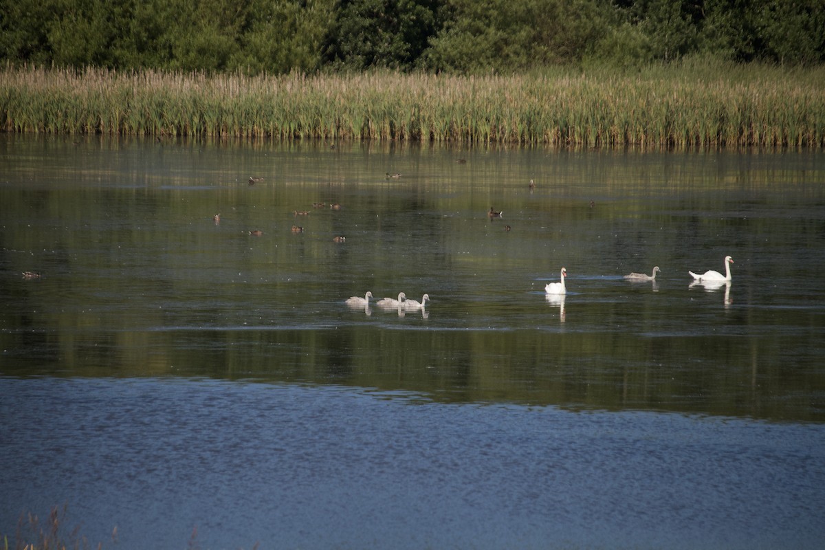 Mute Swan - ML620832241