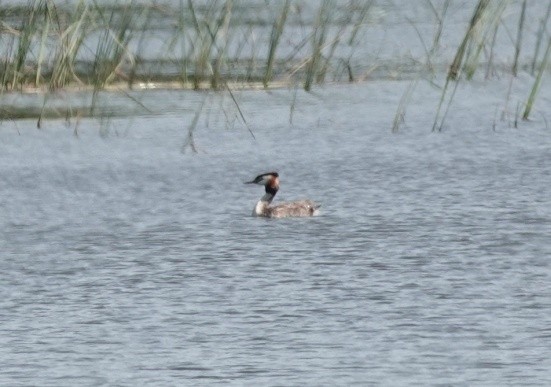 Great Crested Grebe - ML620832254
