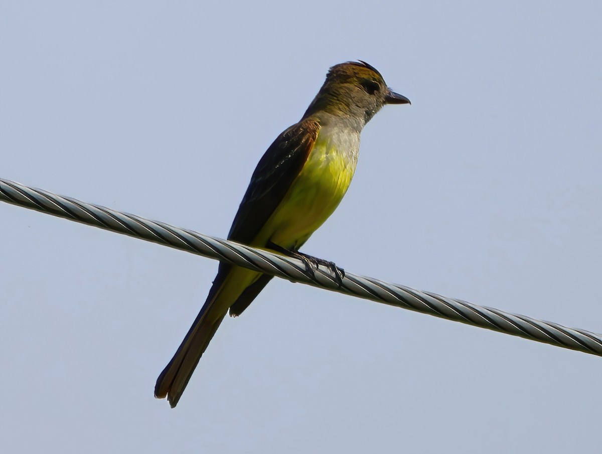 Great Crested Flycatcher - ML620832258