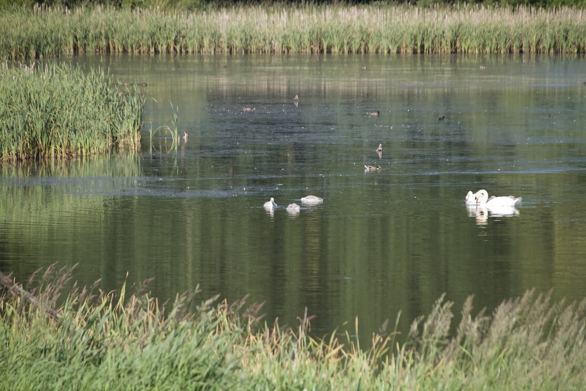 Mute Swan - ML620832270