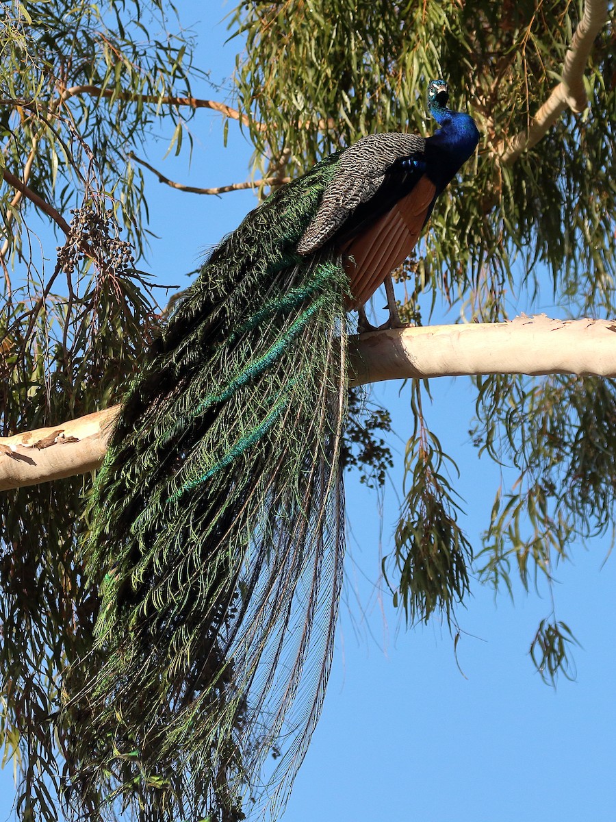 Indian Peafowl (Domestic type) - ML620832271