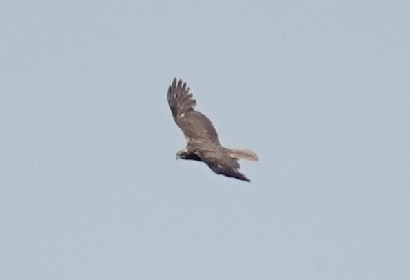 Western Marsh Harrier - ML620832278