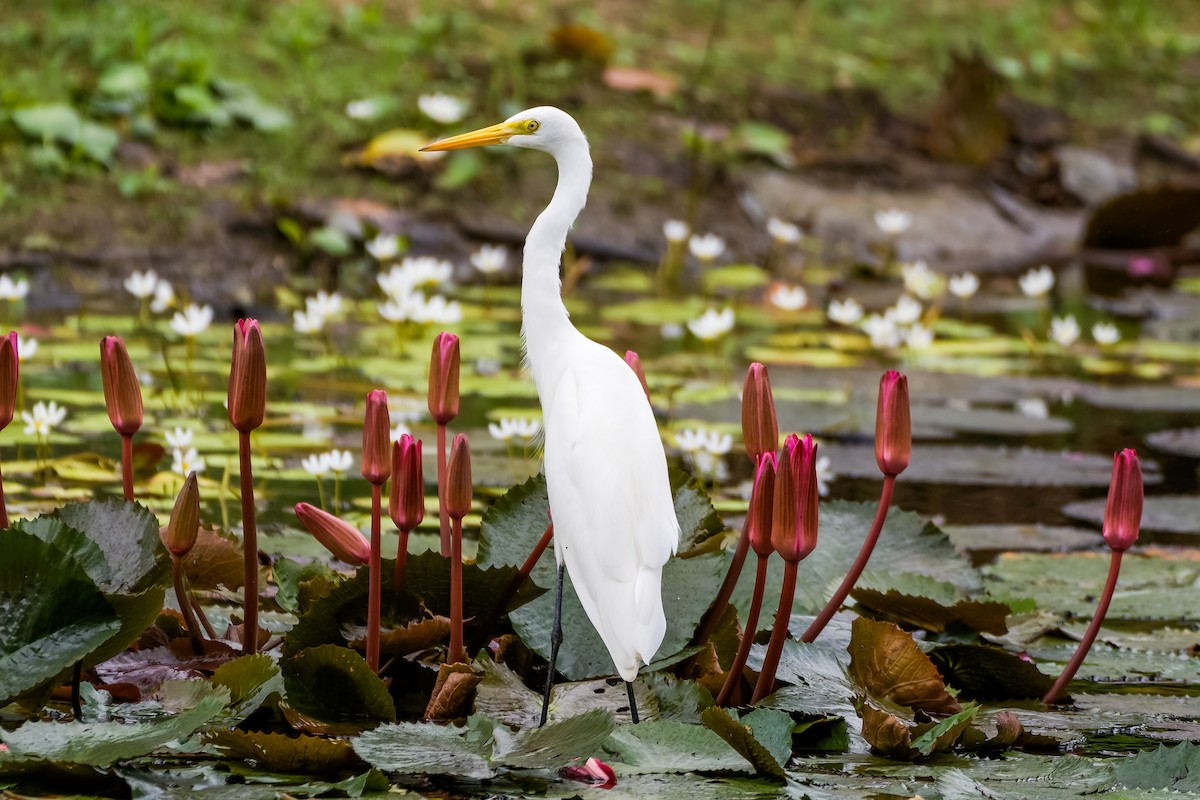 Great Egret - ML620832280