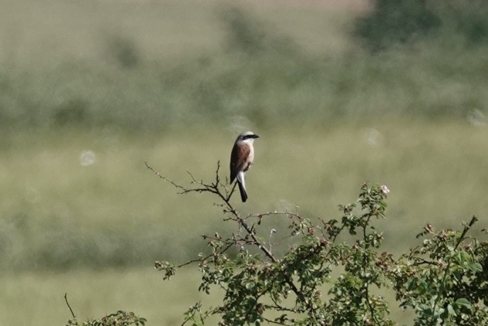 Red-backed Shrike - ML620832284