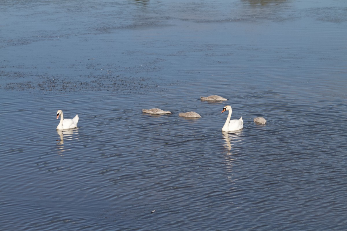 Mute Swan - ML620832285