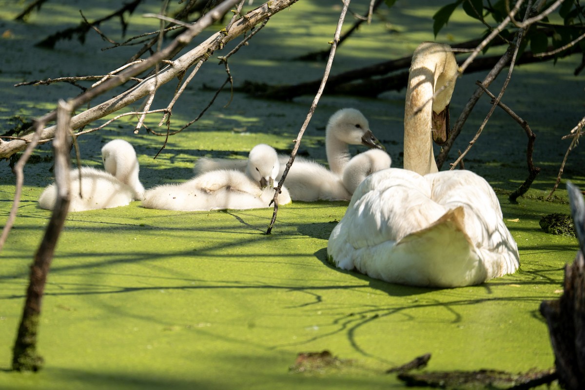 Cygne tuberculé - ML620832287