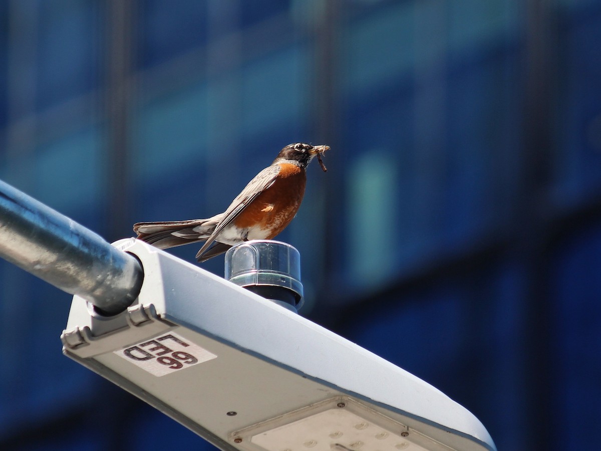 American Robin - ML620832288