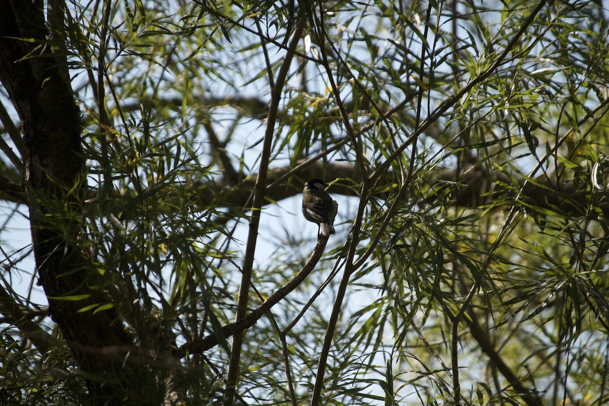 Great Tit - ML620832289