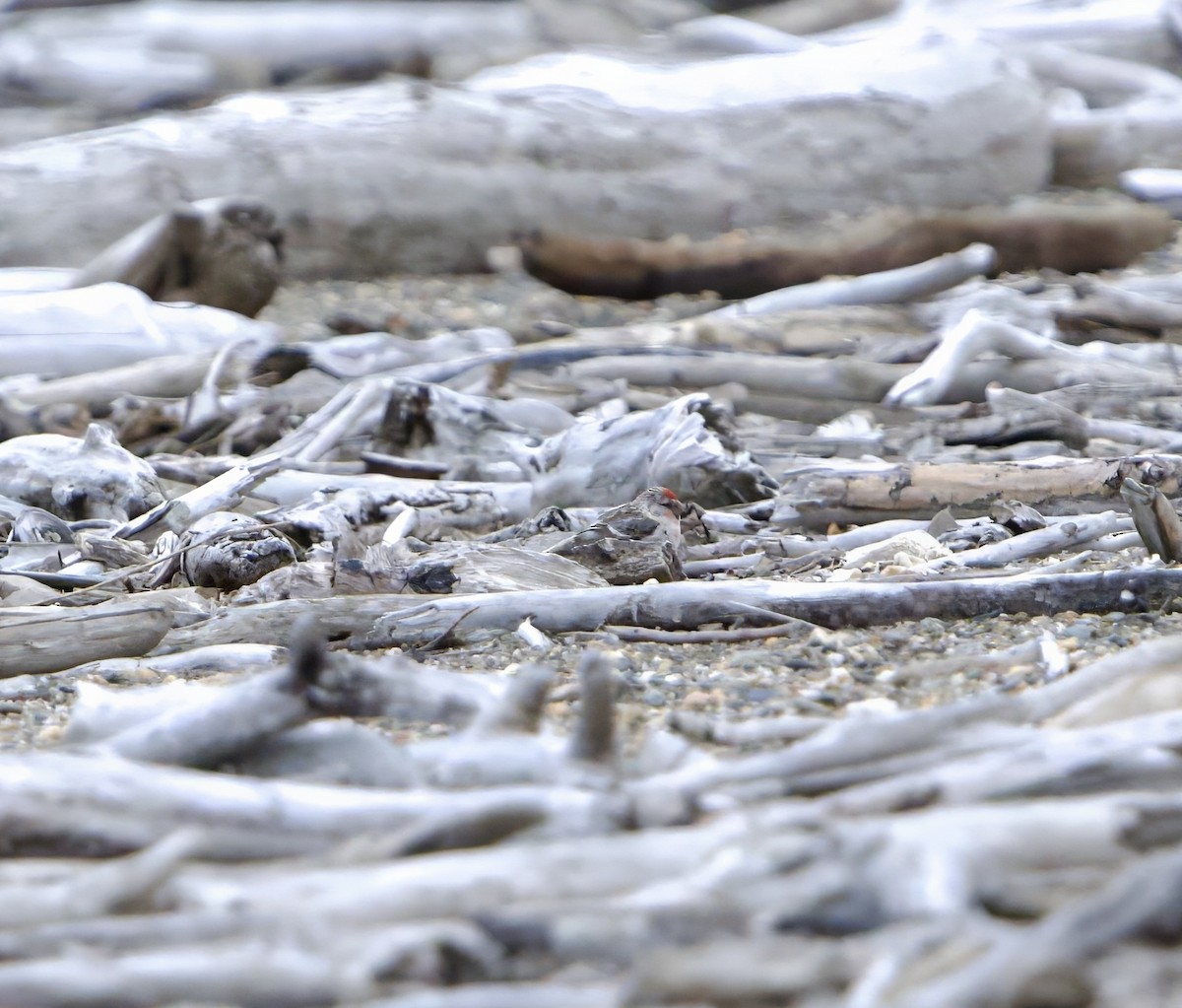 Hoary Redpoll - ML620832290