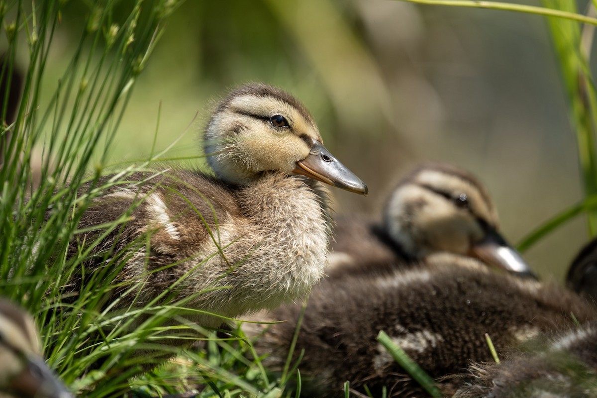 Canard colvert - ML620832292