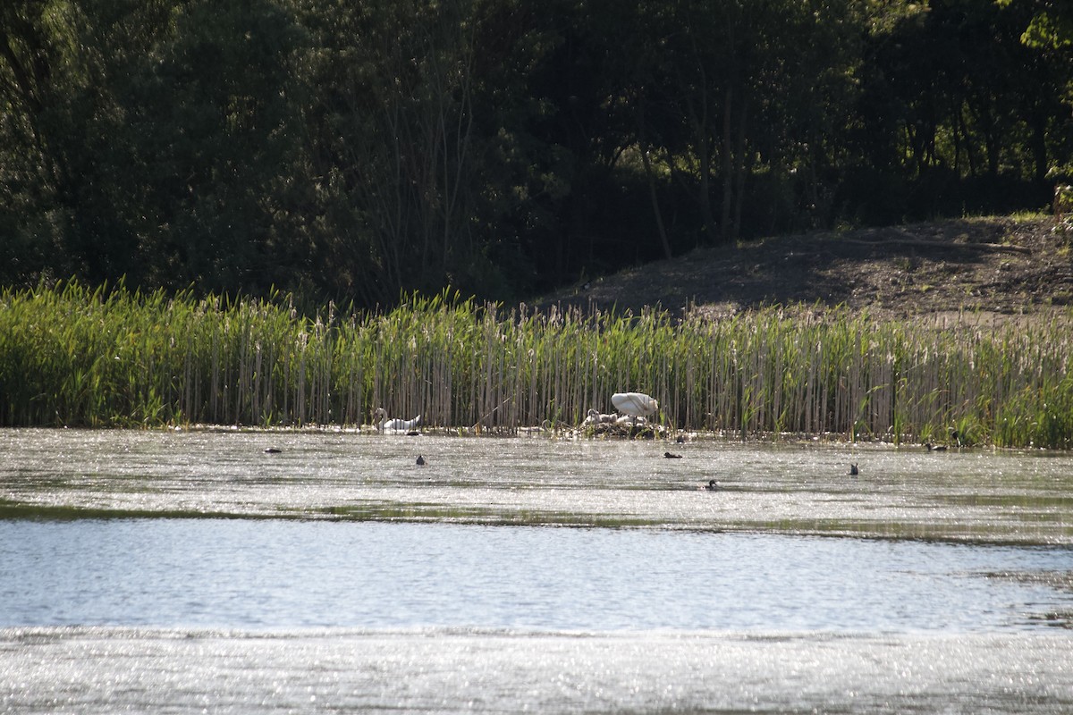 Mute Swan - ML620832293