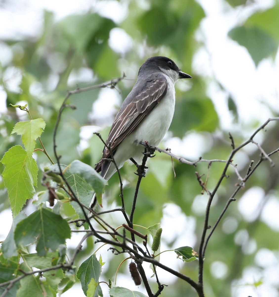 Eastern Kingbird - ML620832294