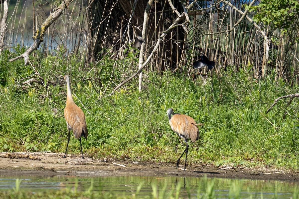 Sandhill Crane - ML620832306