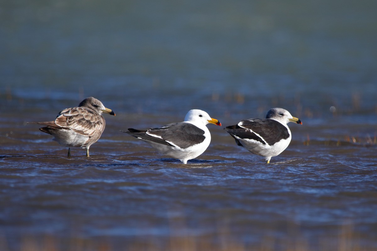 Olrog's Gull - ML620832309
