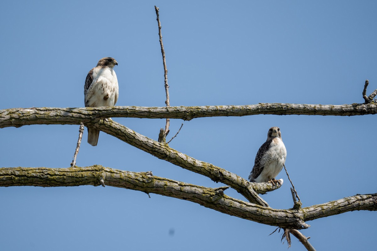 Red-tailed Hawk - ML620832310