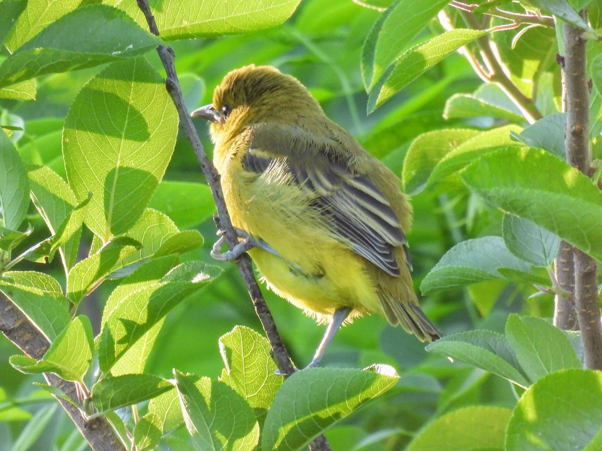 Orchard Oriole - ML620832313