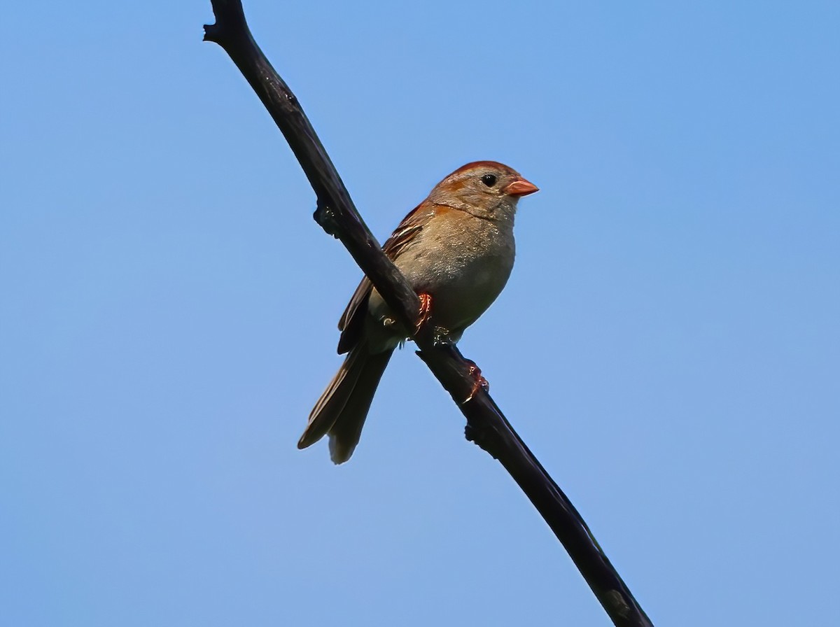 Field Sparrow - ML620832316