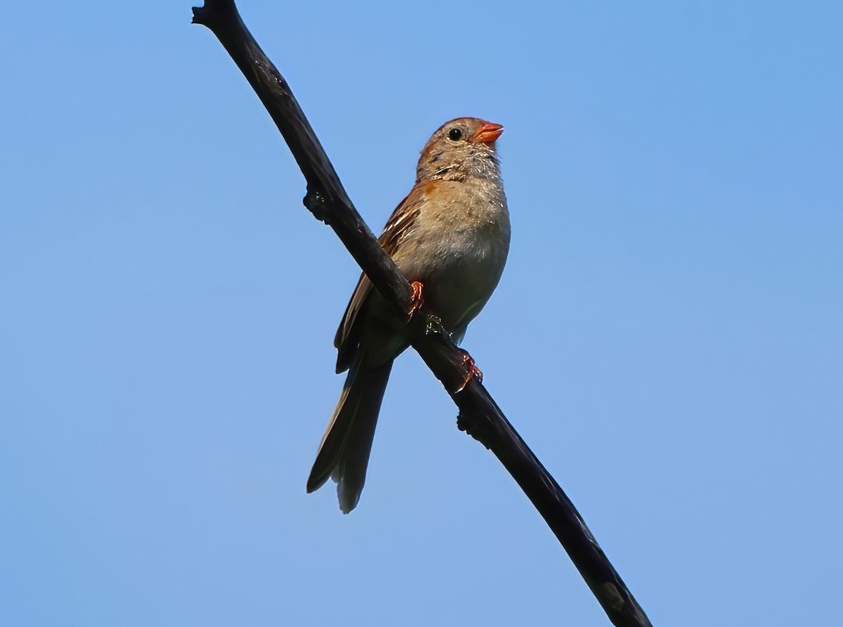 Field Sparrow - ML620832317