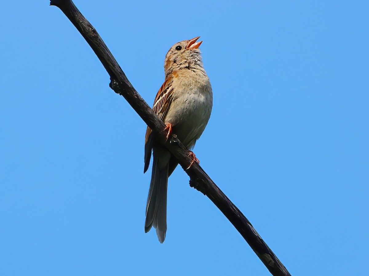 Field Sparrow - Eric Patry