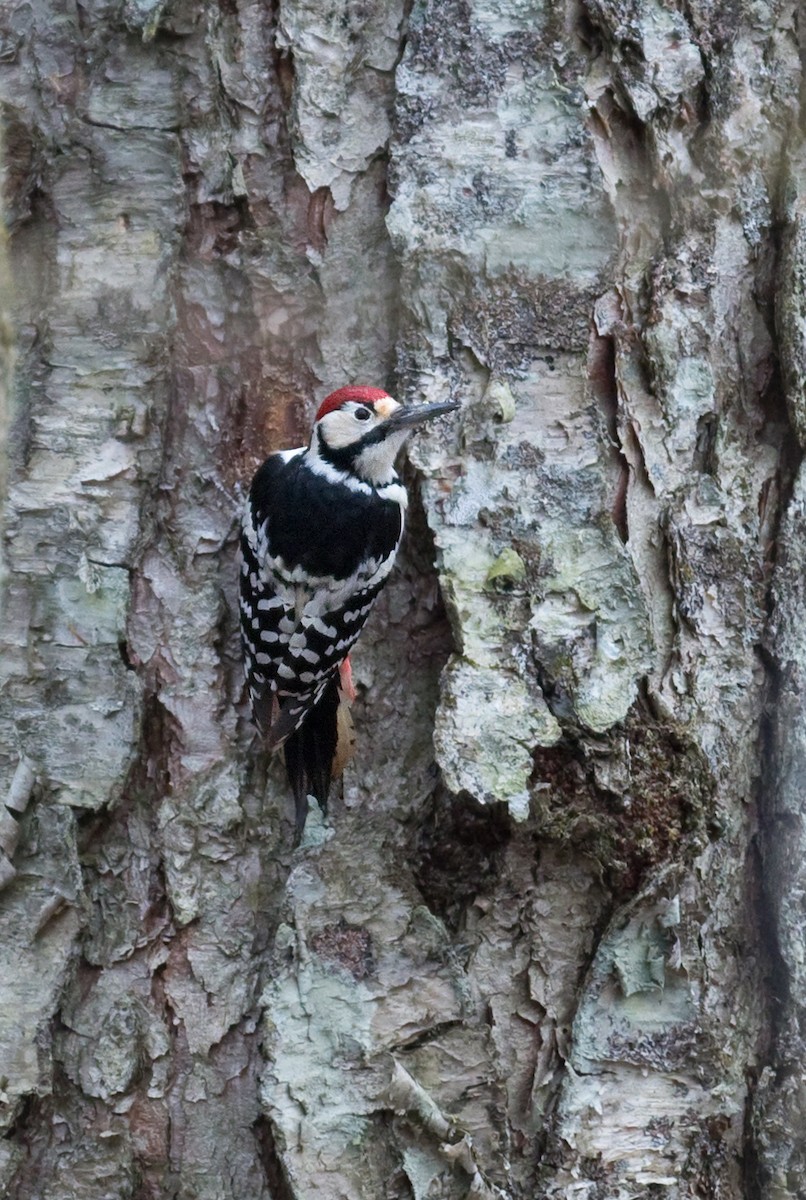 White-backed Woodpecker (White-backed) - ML620832319