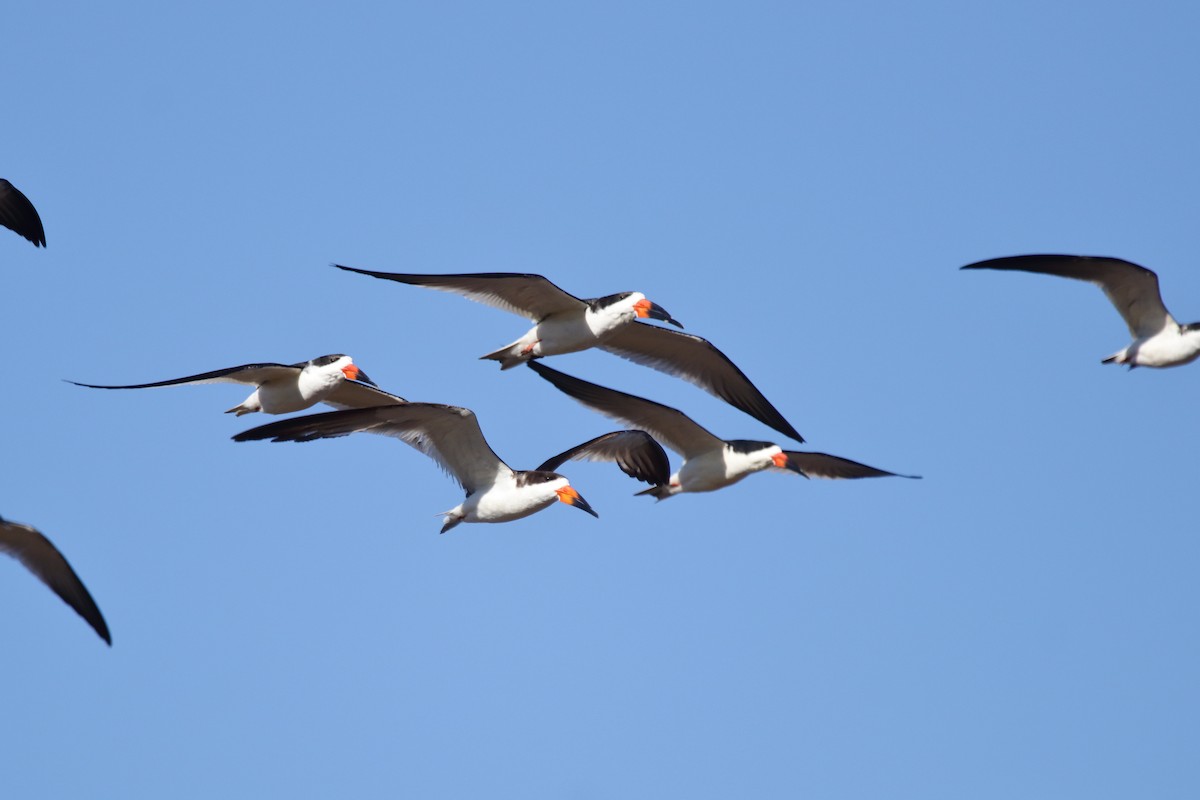 Black Skimmer - ML620832320