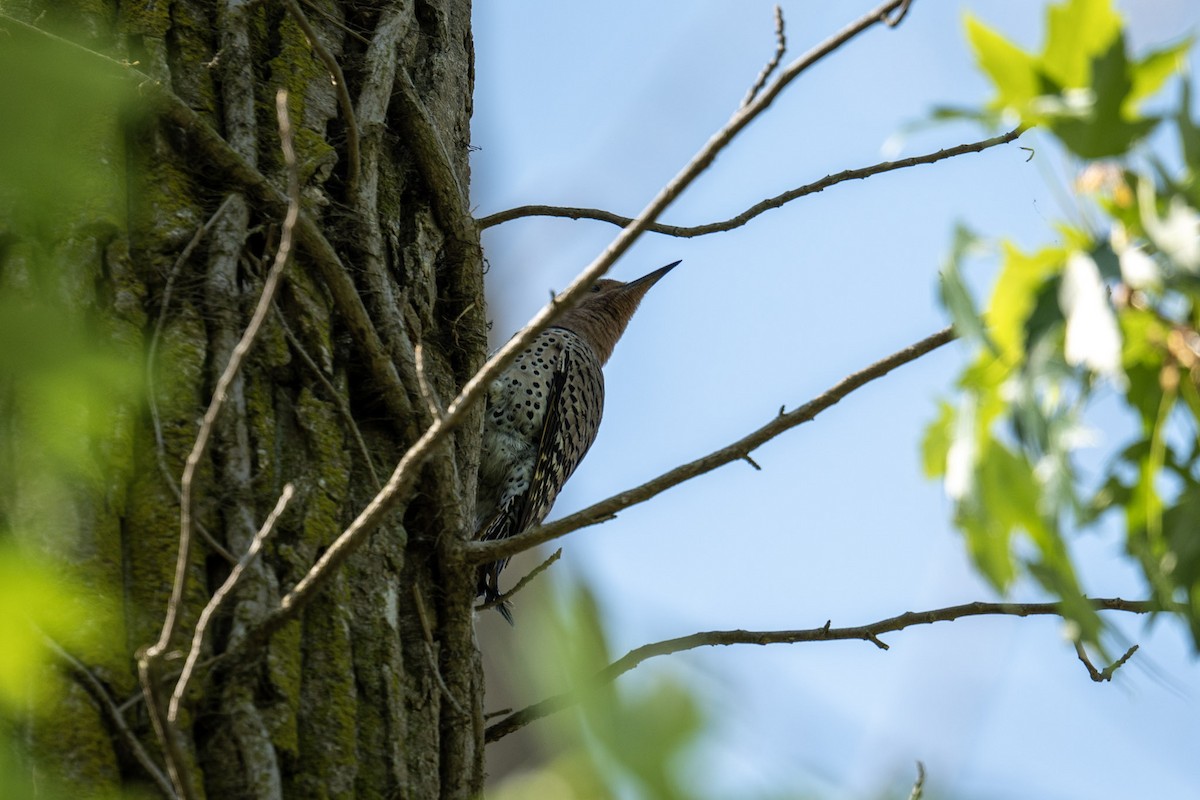 Northern Flicker - ML620832321