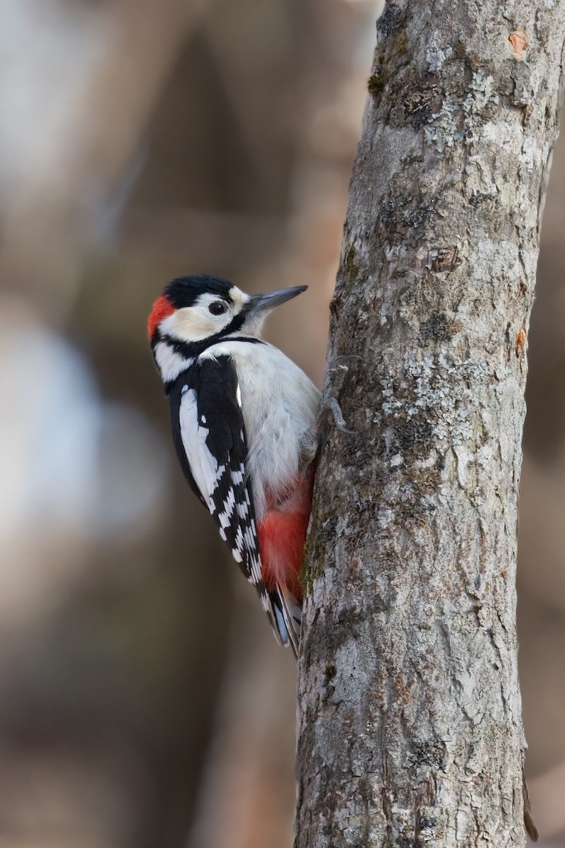 Great Spotted Woodpecker (japonicus) - ML620832323