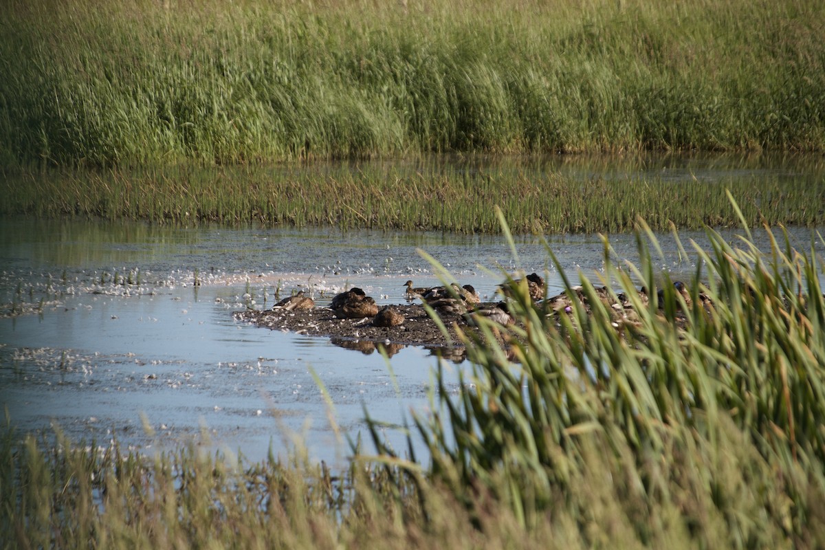 Mallard - ML620832324