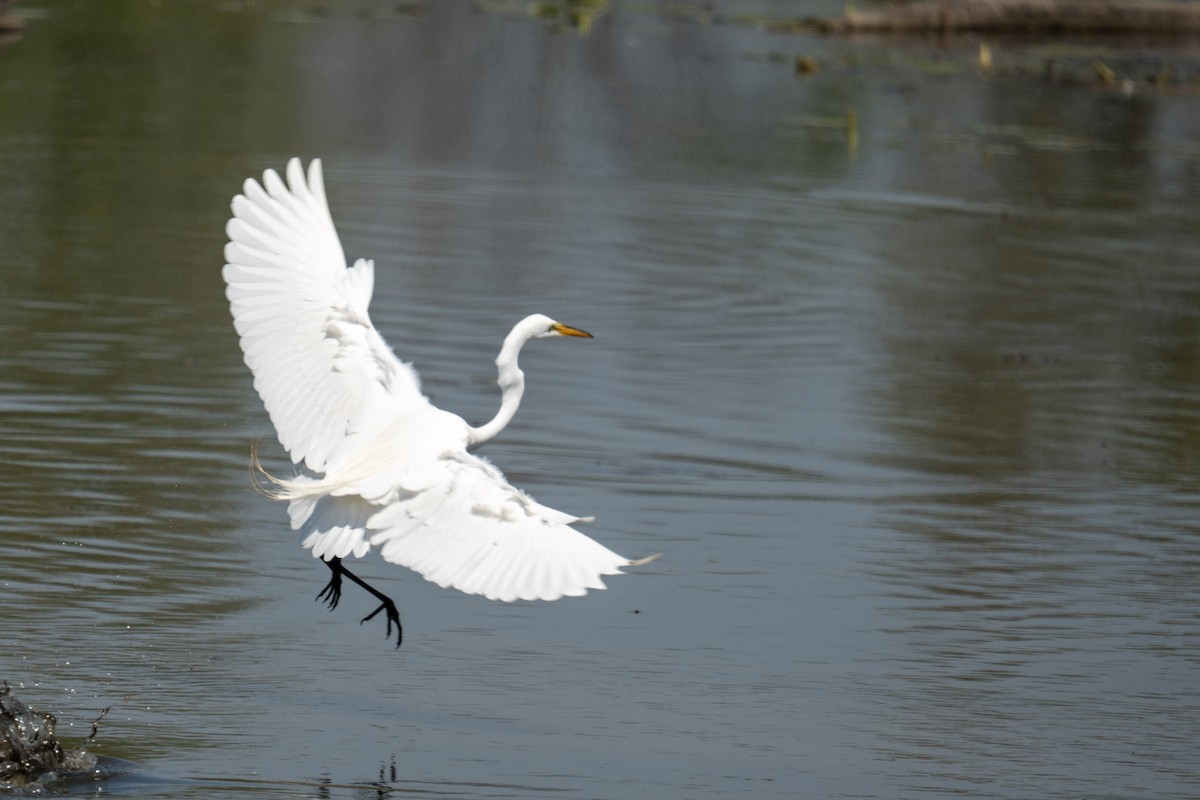 Great Egret - ML620832325