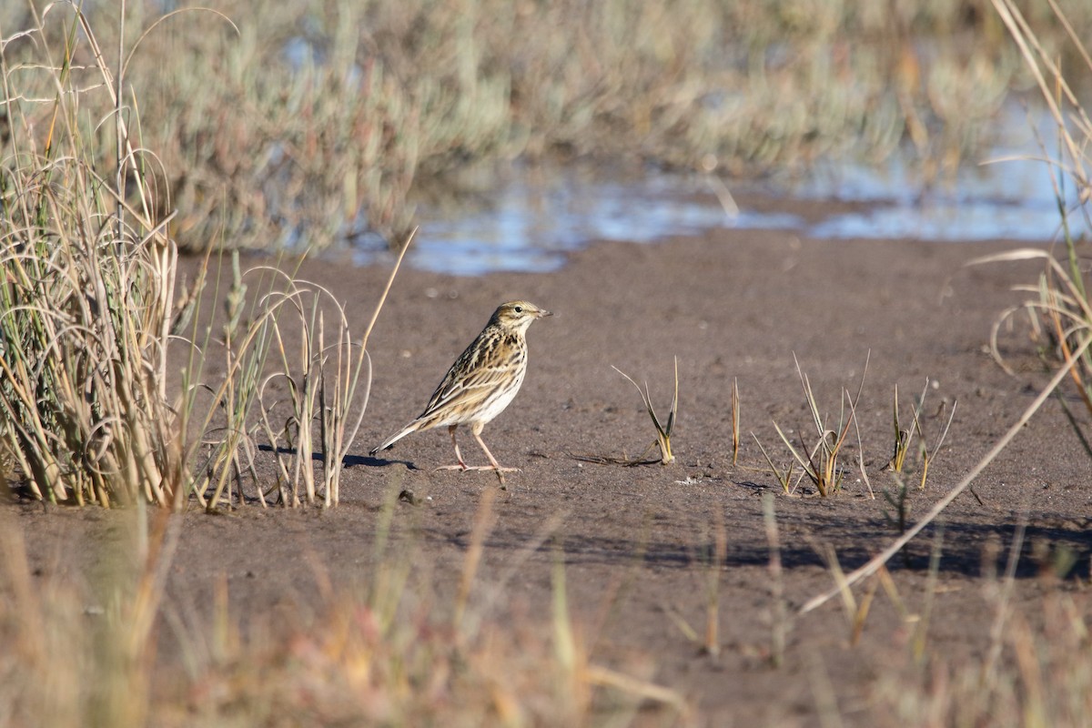 Correndera Pipit - ML620832327