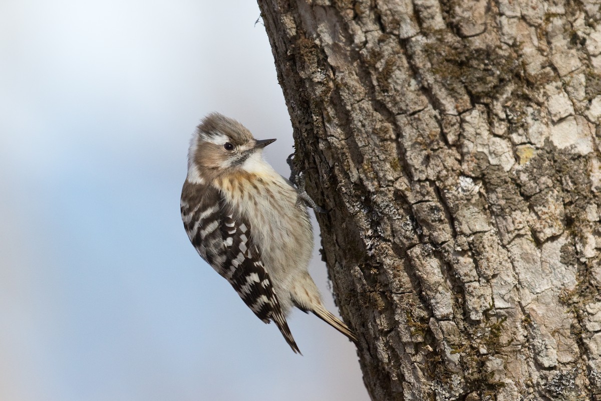 Japanese Pygmy Woodpecker - ML620832328