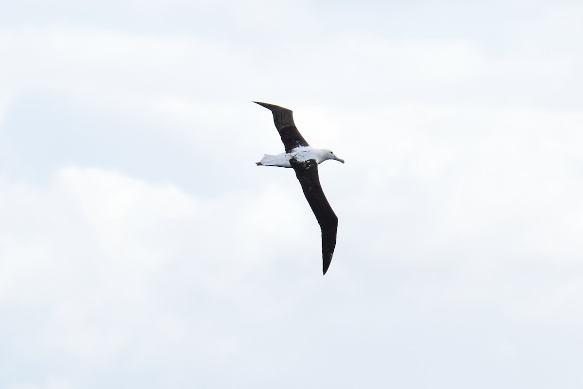 Northern Royal Albatross - ML620832330