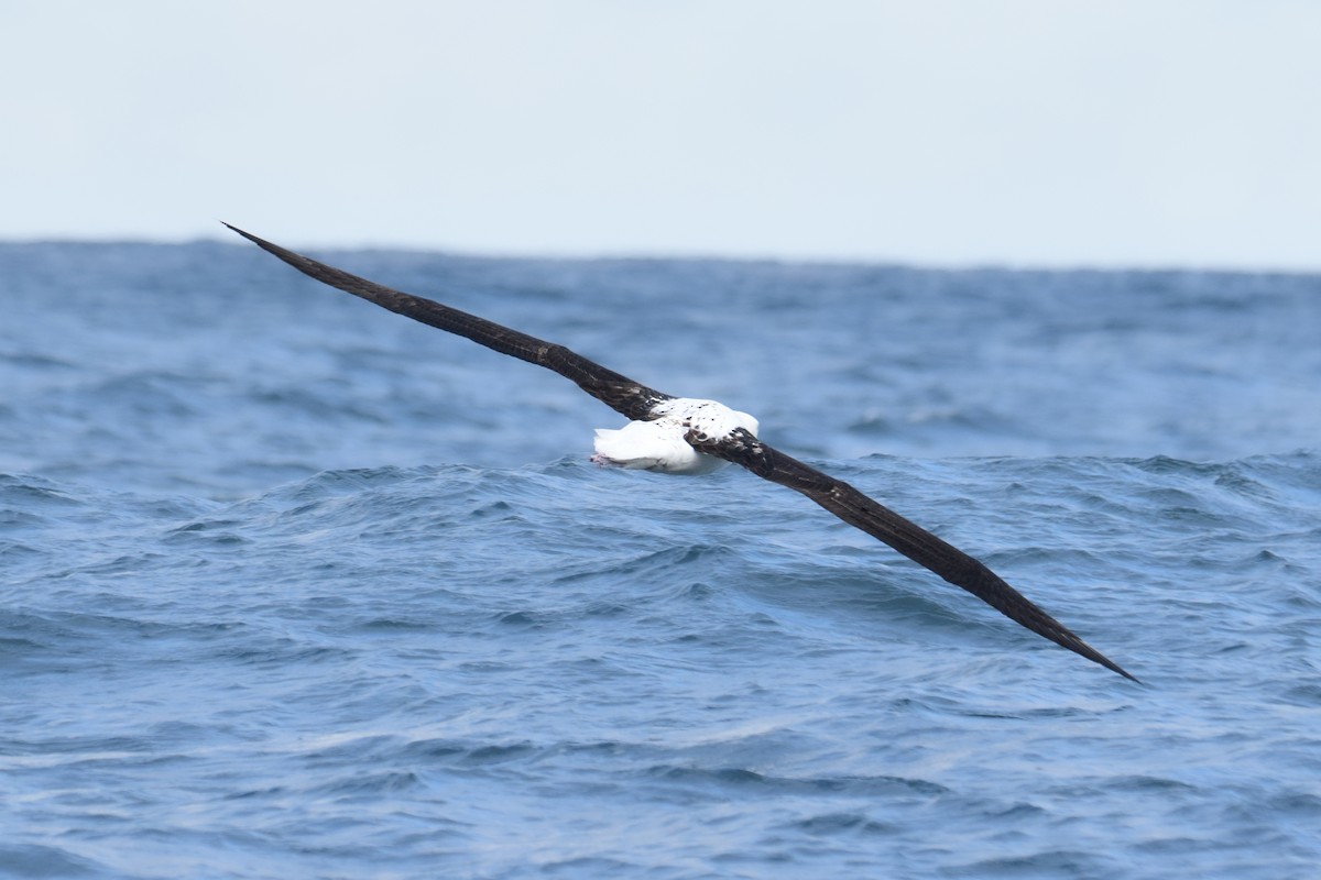 Northern Royal Albatross - ML620832331