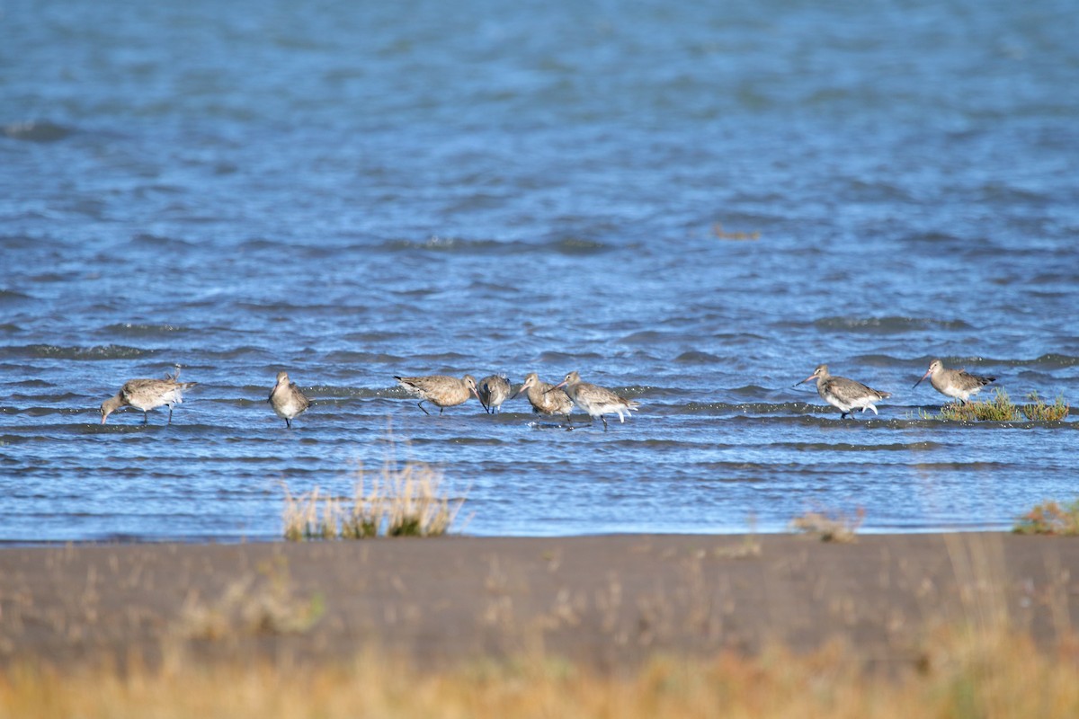 Hudsonian Godwit - ML620832332