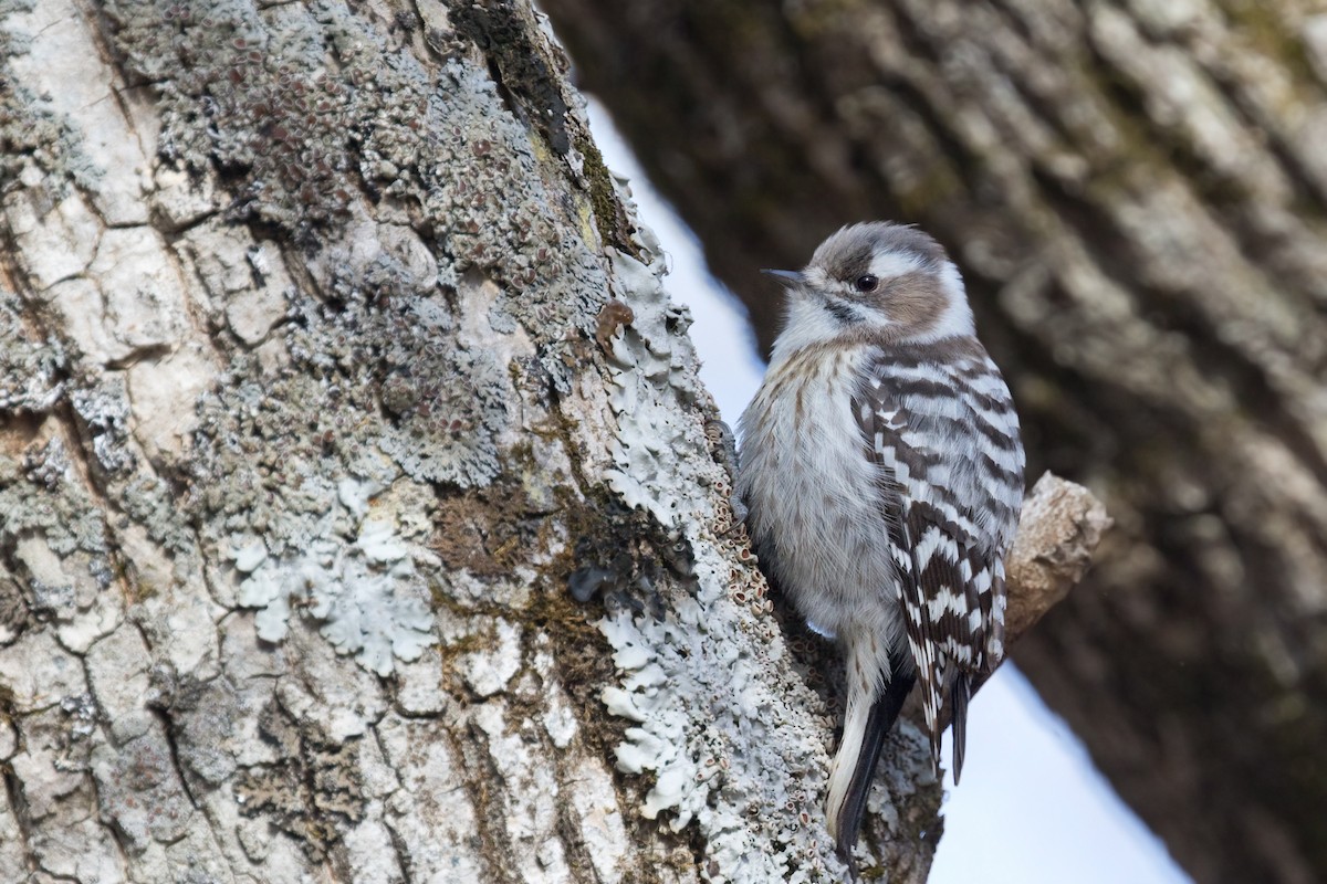 Japanese Pygmy Woodpecker - ML620832333