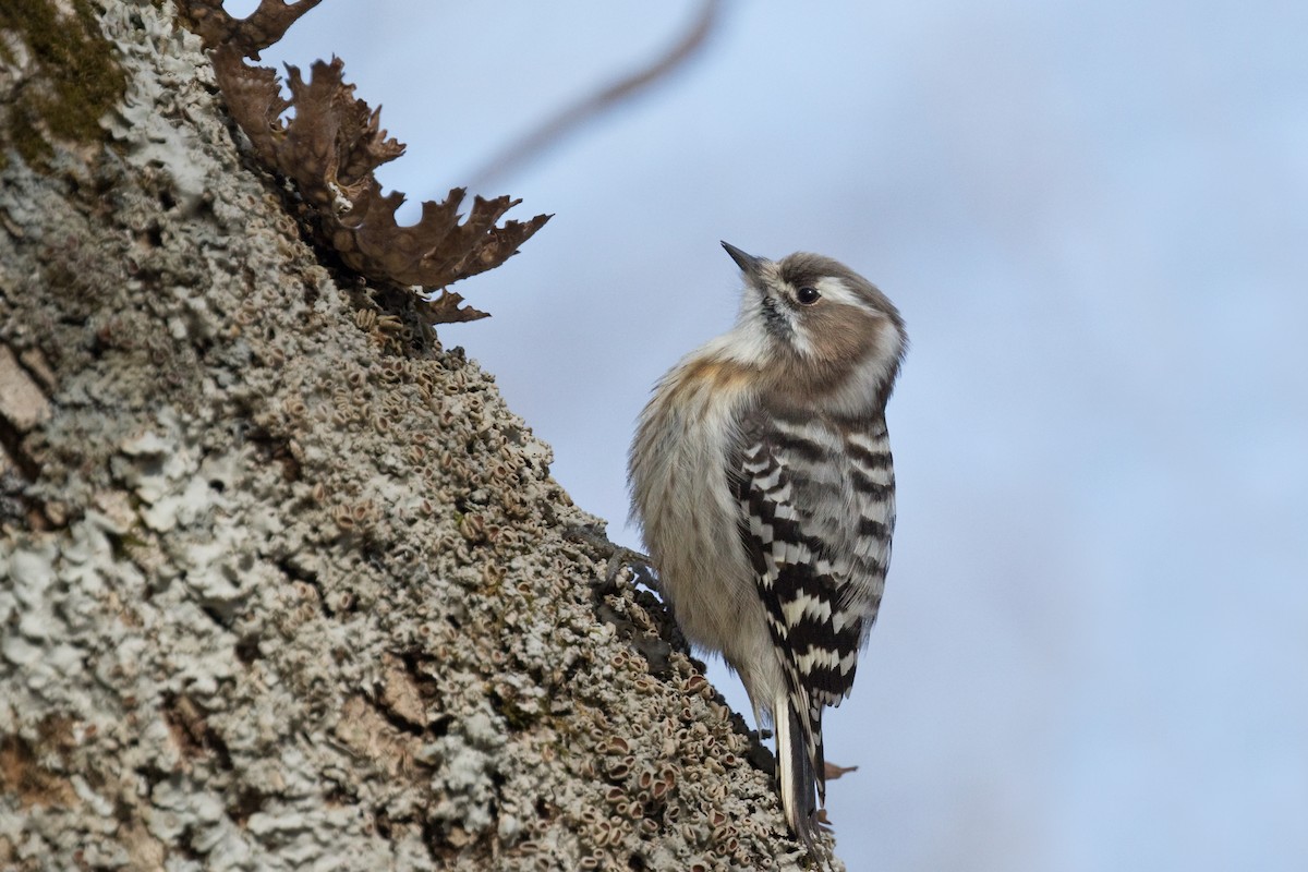 Japanese Pygmy Woodpecker - ML620832336
