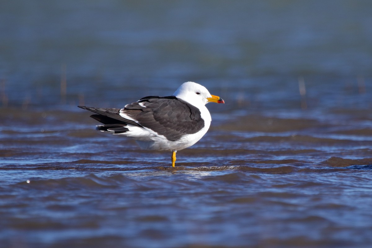 Olrog's Gull - ML620832337