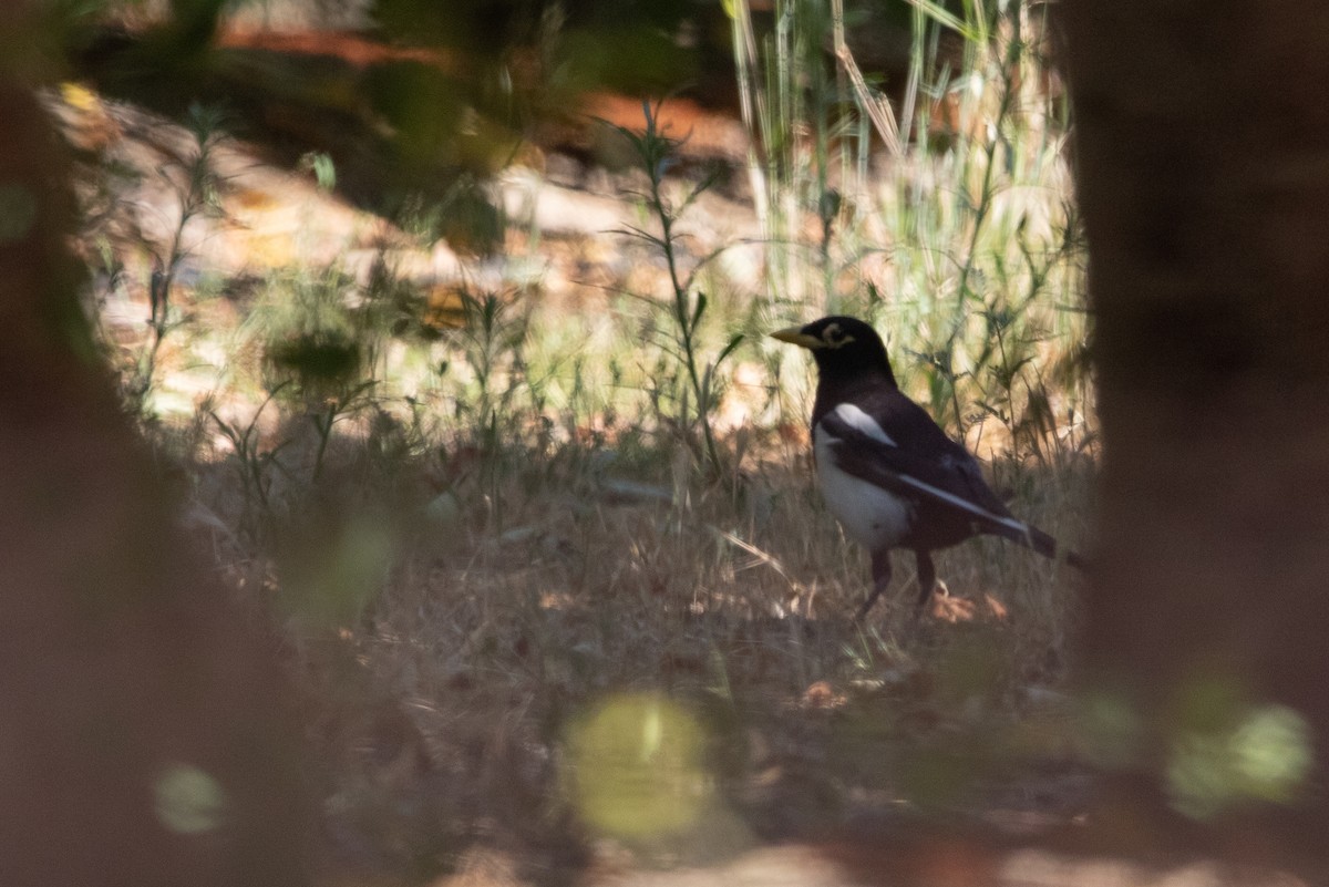 Yellow-billed Magpie - ML620832339