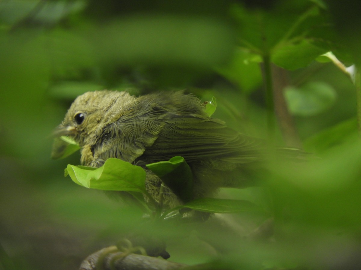 Blue-winged Warbler - John McKay