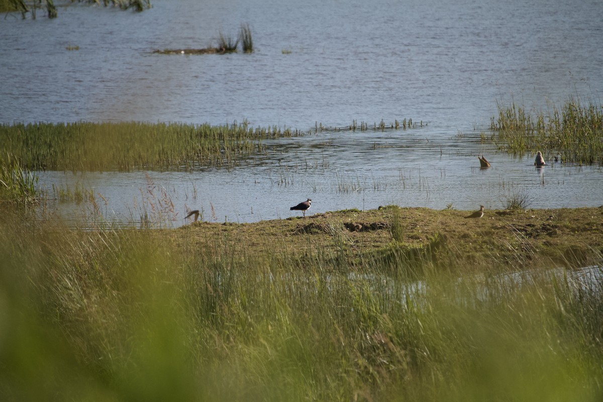 Northern Lapwing - ML620832342