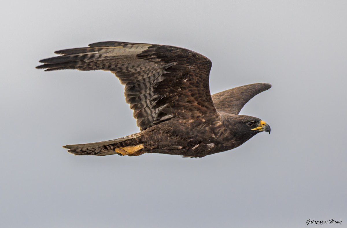 Galapagos Hawk - ML620832343