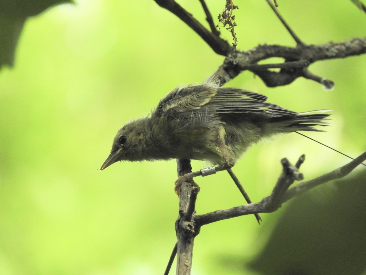 Blue-winged Warbler - ML620832344