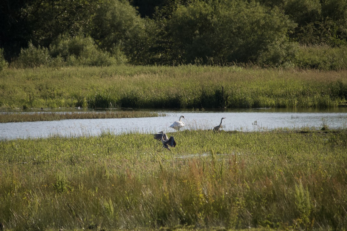 Gray Heron - ML620832349