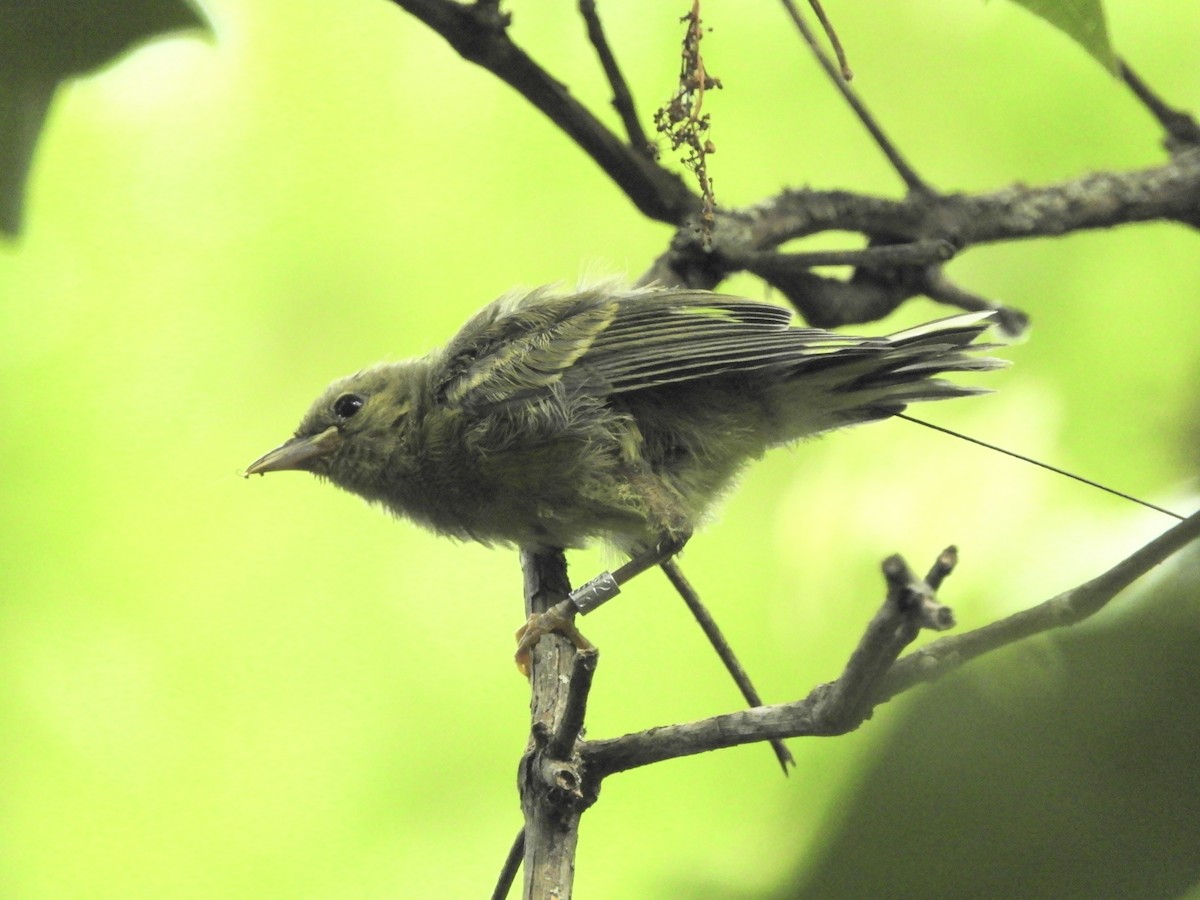 Blue-winged Warbler - ML620832350