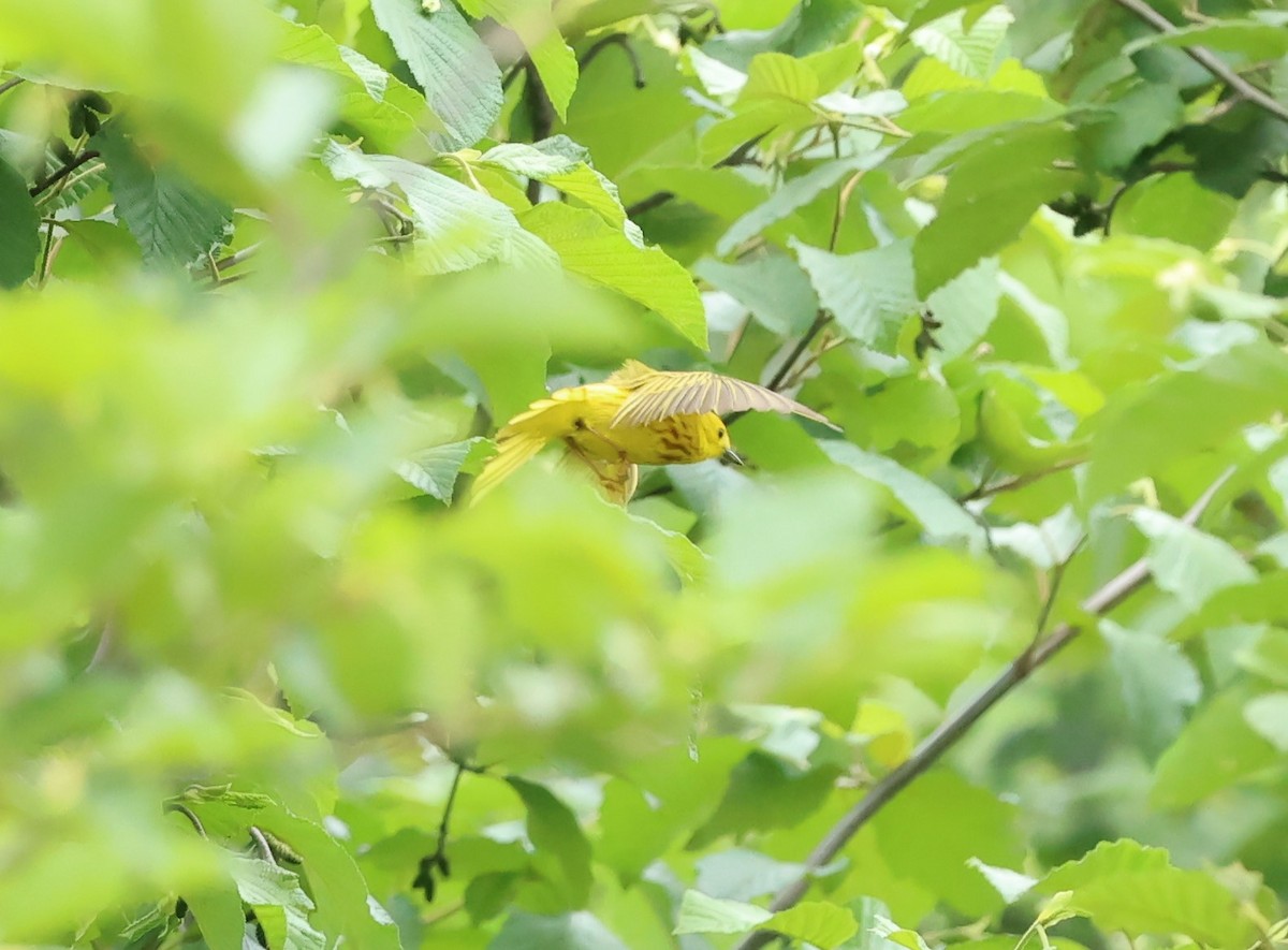 Yellow Warbler - ML620832351