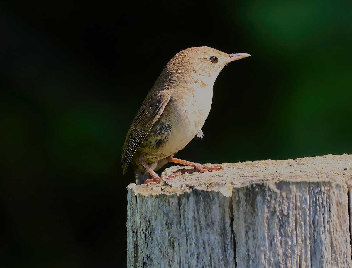 House Wren - ML620832353